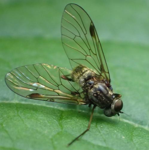 Chrysopilus cristatus